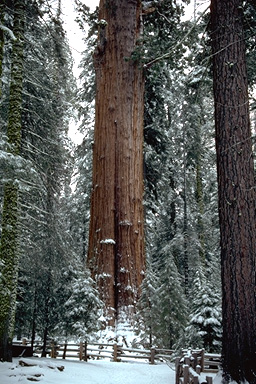 Picture of Sequoia
