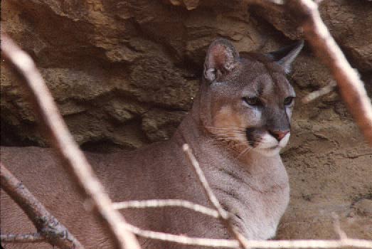 Cougar