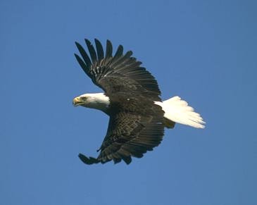 Picture of Eagle