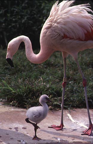 Flamingo