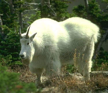 Picture of Goat