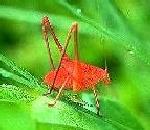 Picture of Katydid