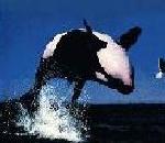Picture of Killer Whale