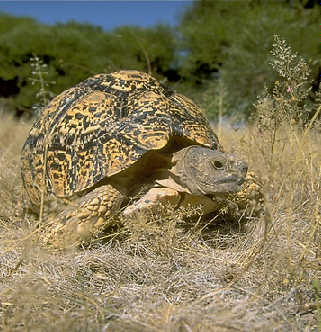 Picture of Leopard Tortoise