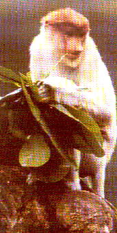 Mammals