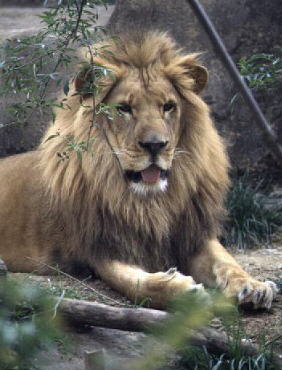 Lion