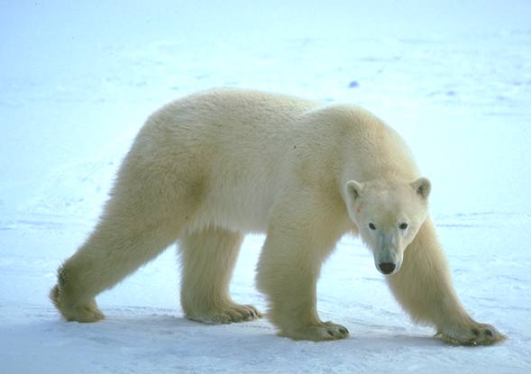 Picture of Polar Bear