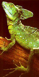 Reptiles