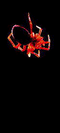 Insects
